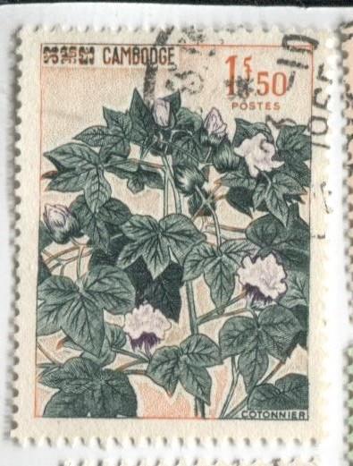 1965 Камбоджа.ореховое растение.1м гаш