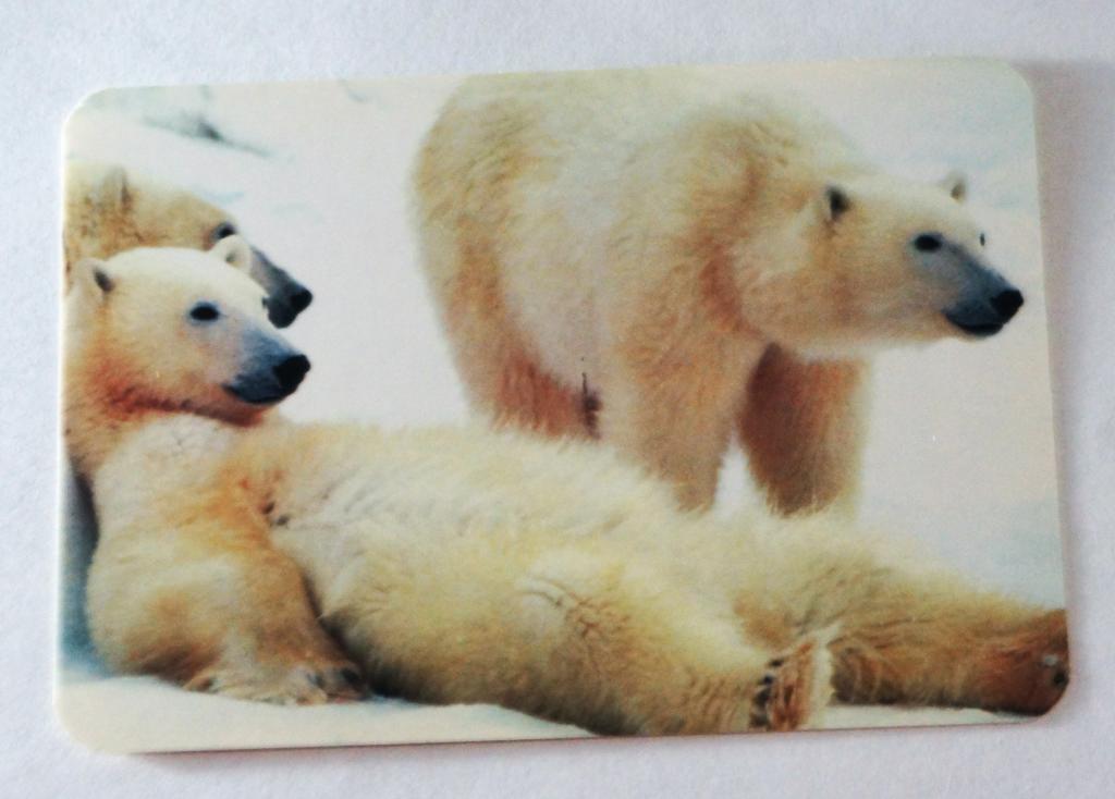 Календарь. Медведи. 2001 г. (к-42)