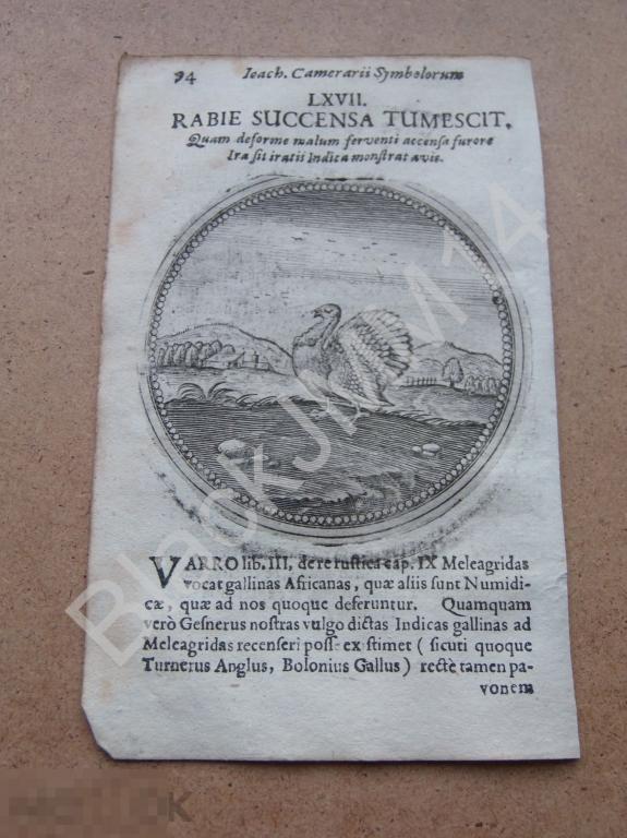 1677 Гравюра медь Камерарий Латынь Изречение Символы Индейка В ярости он увеличивается