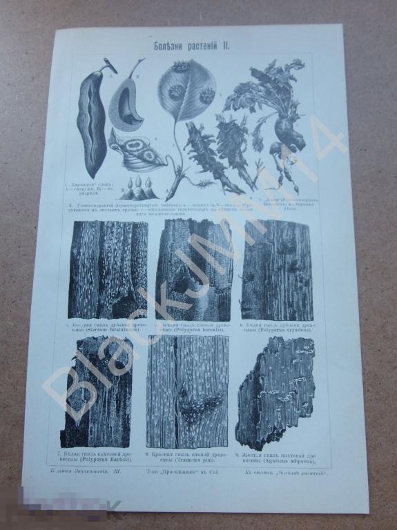 1903 г. Литография Болезни растений Белая пестрая гниль Красная Желтая