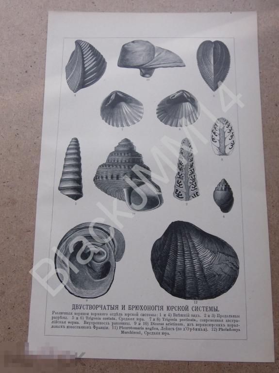 1902 г. Литография Двустворчатые и брюхоногие Юрской системы Ракушки