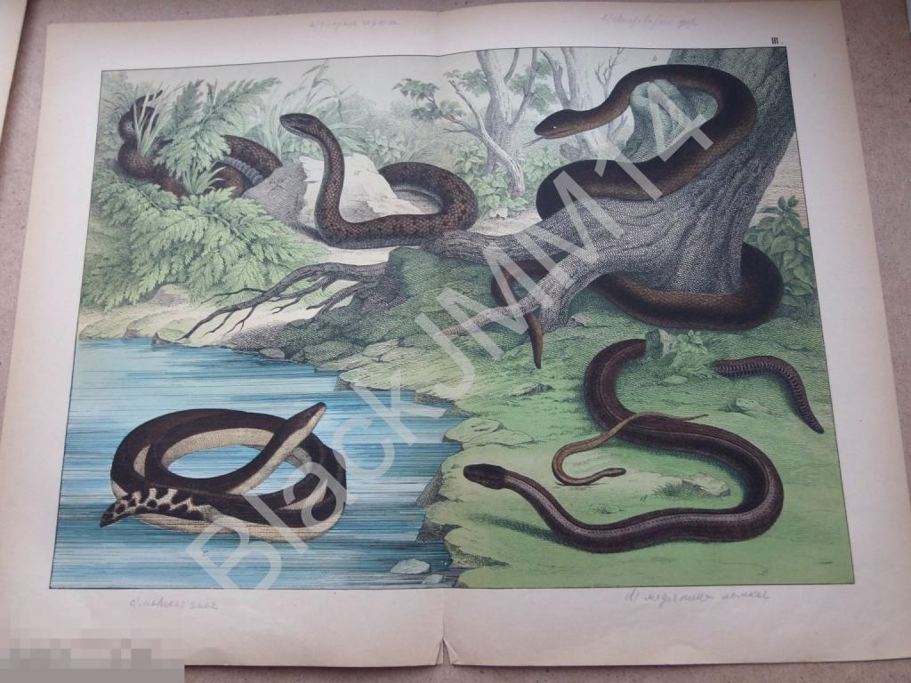1890 г. Цветная литография Змеи Гадюка Уж Медяница Морская змея
