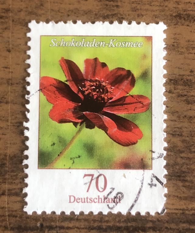 Германия 2015 Шоколадный Космос (Cosmos atrosanguineus)