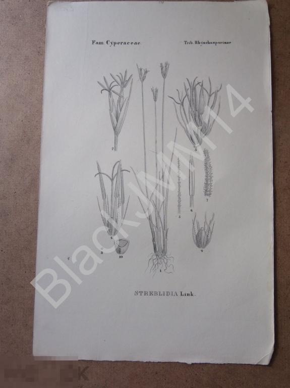 1843 г. Литография. Нес фон Эзенбек. Растения. Флора Германии. Схенус Злаки