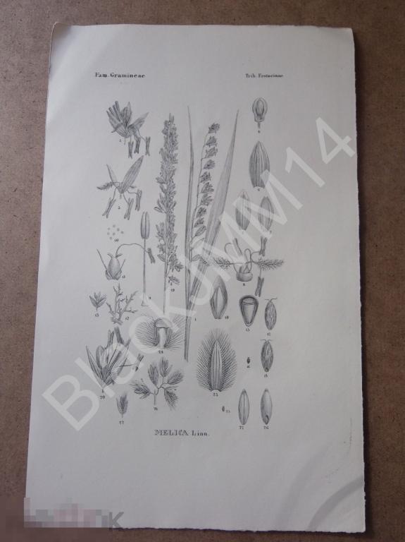 1843 г. Литография. Нес фон Эзенбек. Растения. Флора Германии. Перловник Злаки