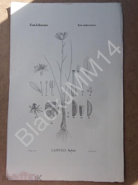 1843 г. Литография. Нес фон Эзенбек. Растения. Флора Германии. Ллойдия Цветы