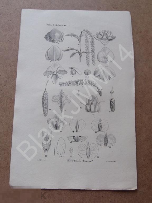 1843 г. Литография. Нес фон Эзенбек. Растения. Флора Германии. Береза Сережки Семена
