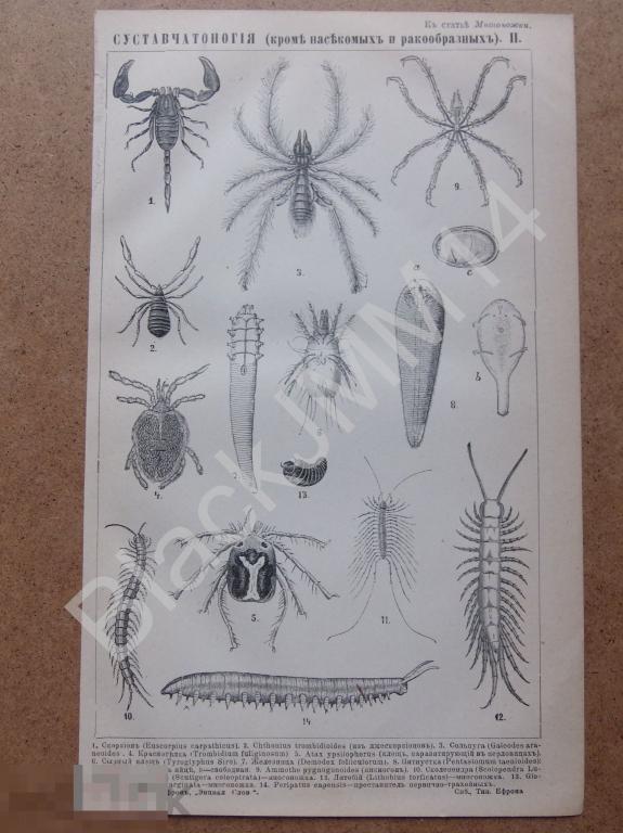1896 Литография Суставчатоногие Членистоногие Скорпион Сколопендра Клещ Многоножка Пятиустка