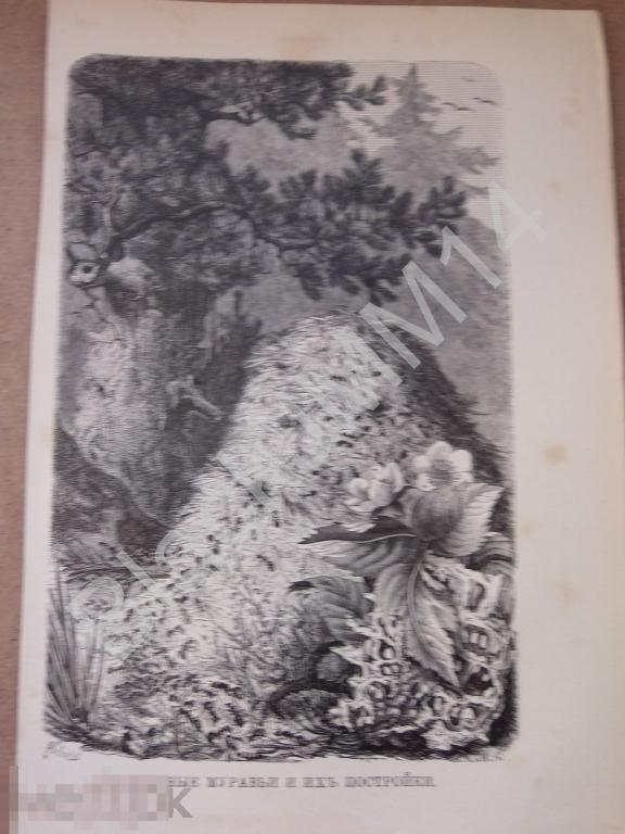 1895 г. Литография Красные муравьи и их постройки