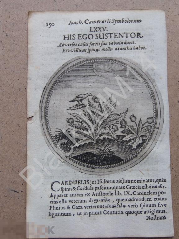 1677 Гравюра медь Камерарий Символы Латынь Изречение Я поддерживаю их Птица Чертополох