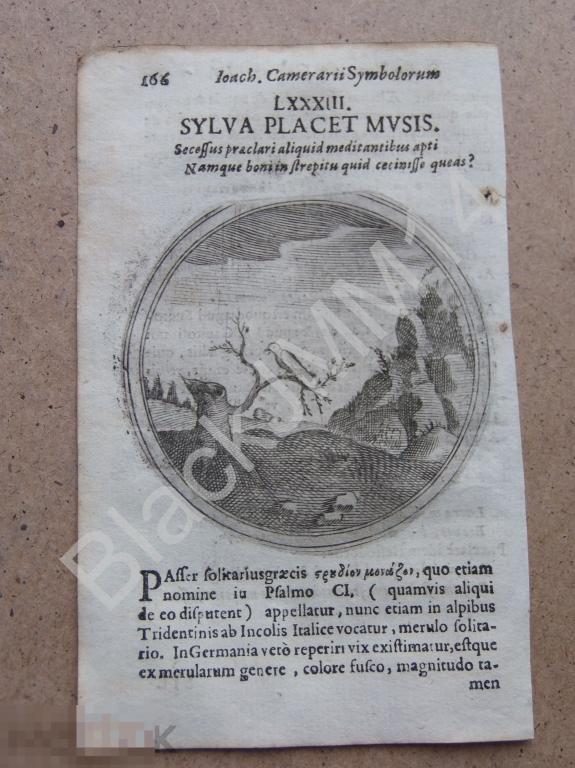 1677 Гравюра медь Камерарий Символы Латынь Изречение Соловей Лес любит музу
