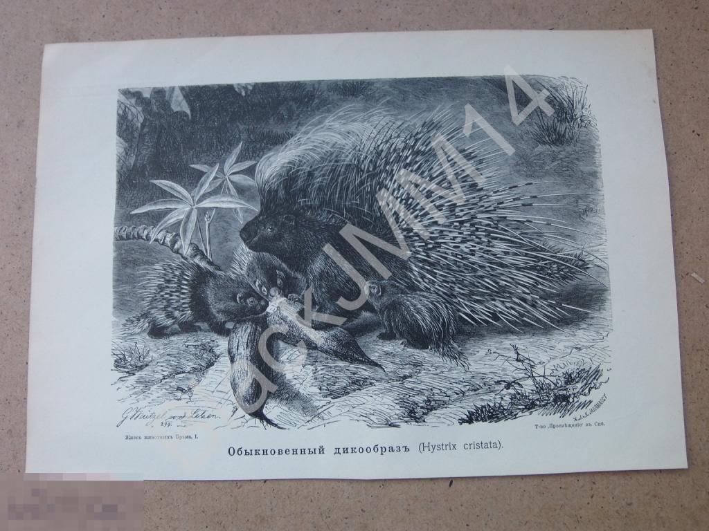 1901 г. Литография Обыкновенный дикообраз