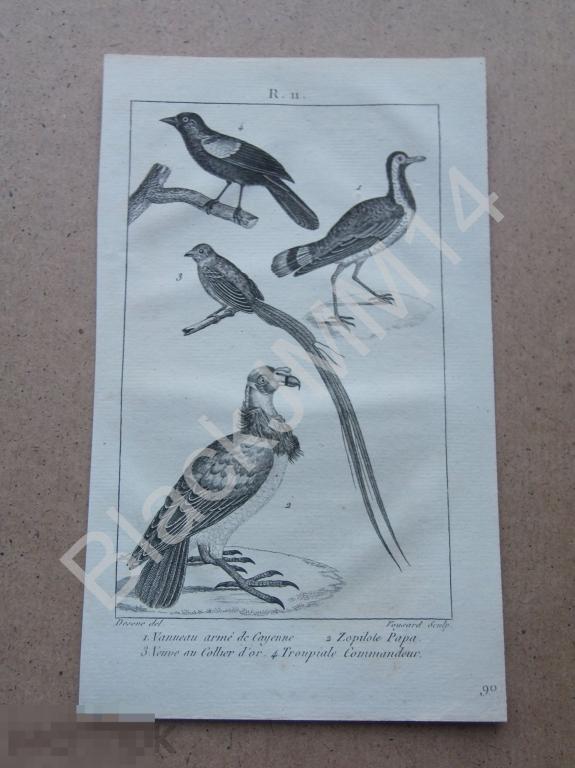 1814 г. Гравюра Птицы Чибис Ржанка Черный гриф Урубу