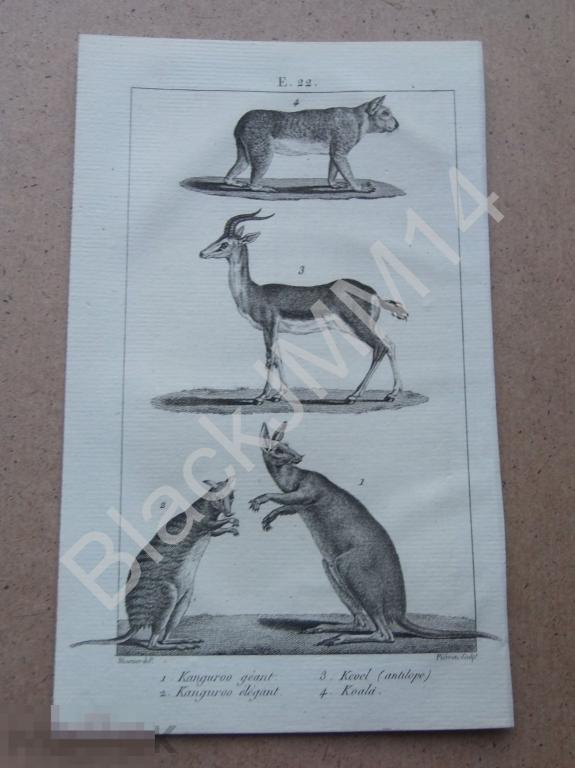 1814 г. Гравюра Кенгуру Коала Антилопа