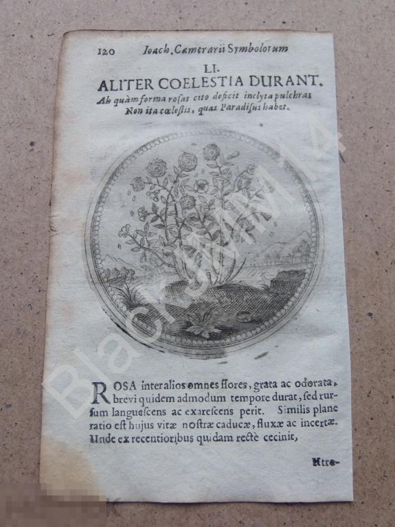 1677 Гравюра медь Камерарий Символы Эмбемы Латынь Изречение Красавица похищающая время Роза цветущая