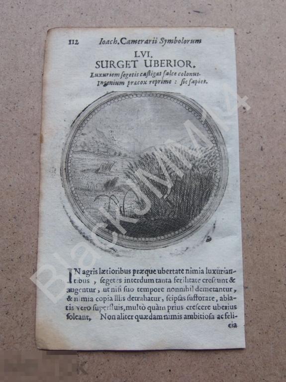 1677 Гравюра медь Камерарий Символы Эмбемы Латынь Изречение Поднимается более обильно Пшеница Поле