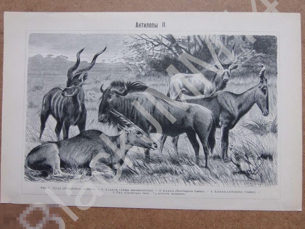 1901 г. Литография Антилопы Куду Аддас Канна Каама Гну Сайга Газель Гарна