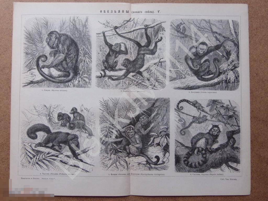 1895 г Литография Обезьяны Нового света Ревун Коайта Капуцин Чертова обезьяна Дурукули Сагуин