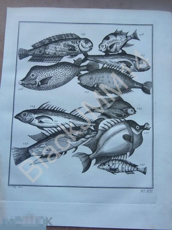 1763 Гравюра на меди Глубокий оттиск Всеобщая история путешествий Экзотические рыбы XII