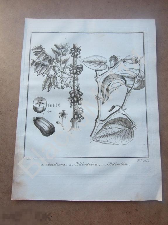 1763 Гравюра на меди Глубокий оттиск Всеобщая история путешествий Экзотические растения Билимби