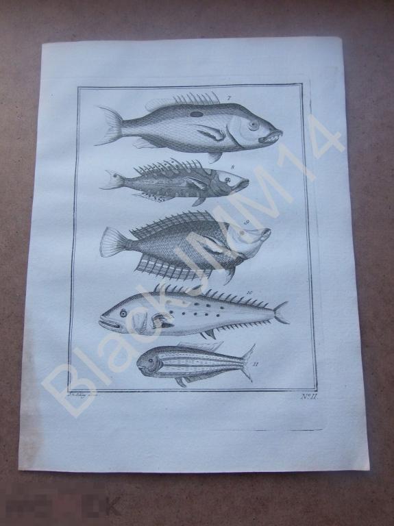 1763 Гравюра на меди Глубокий оттиск Всеобщая история путешествий Экзотические рыбы II