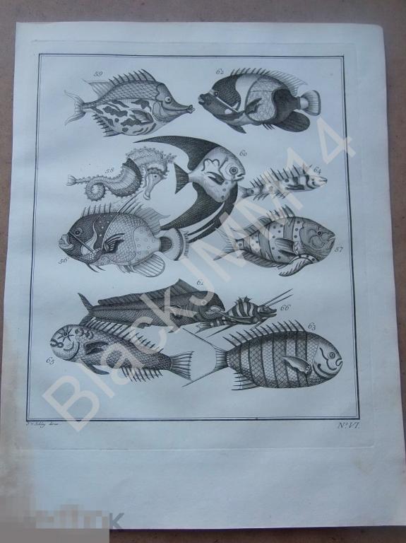 1763 Гравюра на меди Глубокий оттиск Всеобщая история путешествий Экзотические рыбы VI