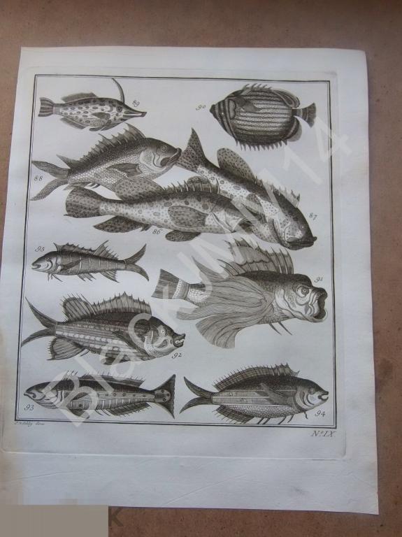 1763 Гравюра на меди Глубокий оттиск Всеобщая история путешествий Экзотические рыбы IX