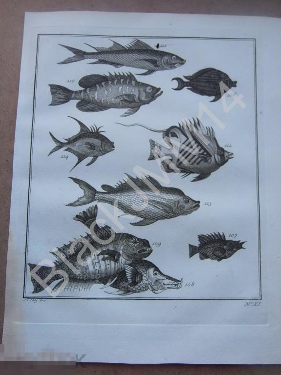 1763 Гравюра на меди Глубокий оттиск Всеобщая история путешествий Экзотические рыбы XI