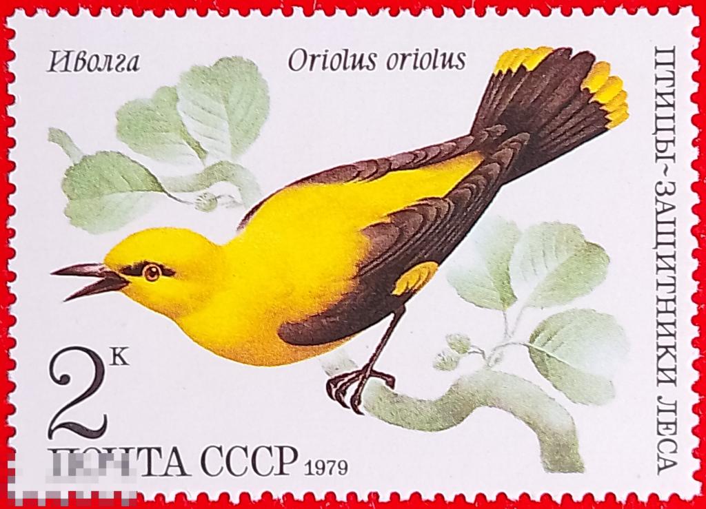 СССР 1979 Птицы - защитники леса / Иволга (Oriolus oriolus)** №5001