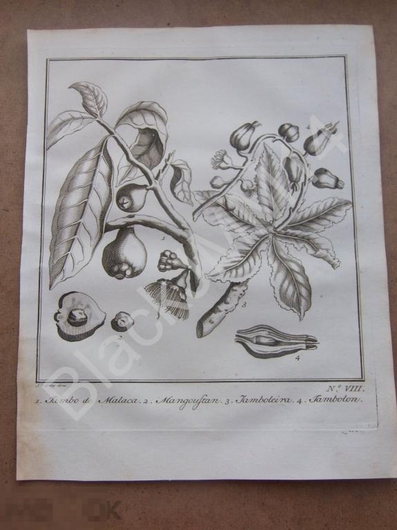 1763 Гравюра на меди Глубокий оттиск Всеобщая история путешествий Экзотические растения