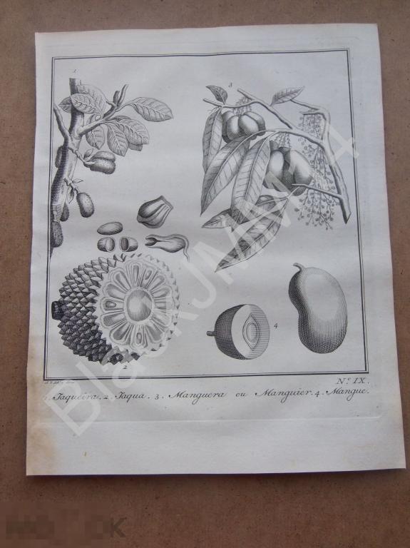 1763 Гравюра на меди Глубокий оттиск Всеобщая история путешествий Экзотические растения Манго