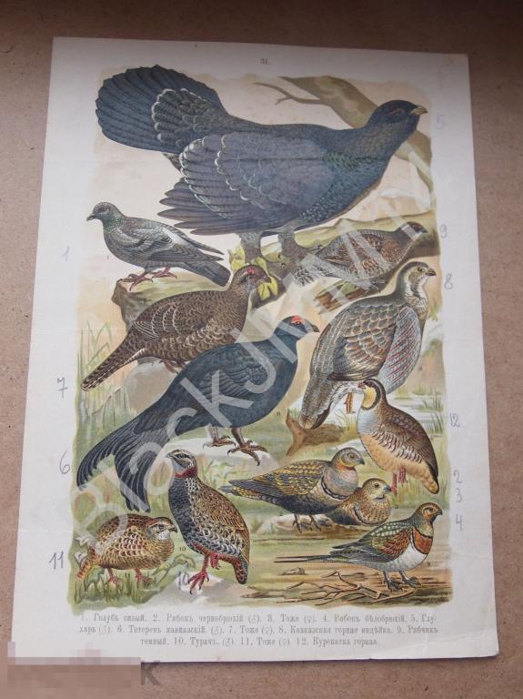 1901 г. Хромолитография Птицы Голубь сизый Рябок Глухарь Тетерев Индейка Рябчик Турач Куропатка