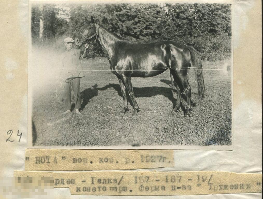 вороная  кобыла Нота р.1927г. ч/п (Верден - Галка) колхоз Труженик