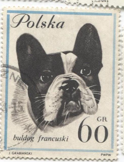 1963 Польша Собаки.французский Бульдог 1м .гаш