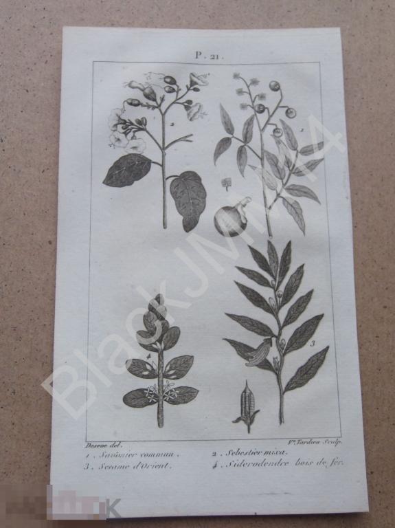 1814 г. Гравюра Растения Мыльное дерево Кунжут