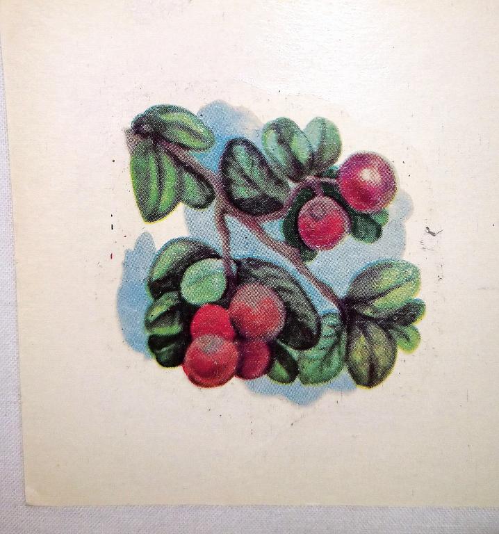 Переводная Сдвижная картинка   ЯГОДЫ   1988 г.  ВИНТАЖ СССР   ( 6 )