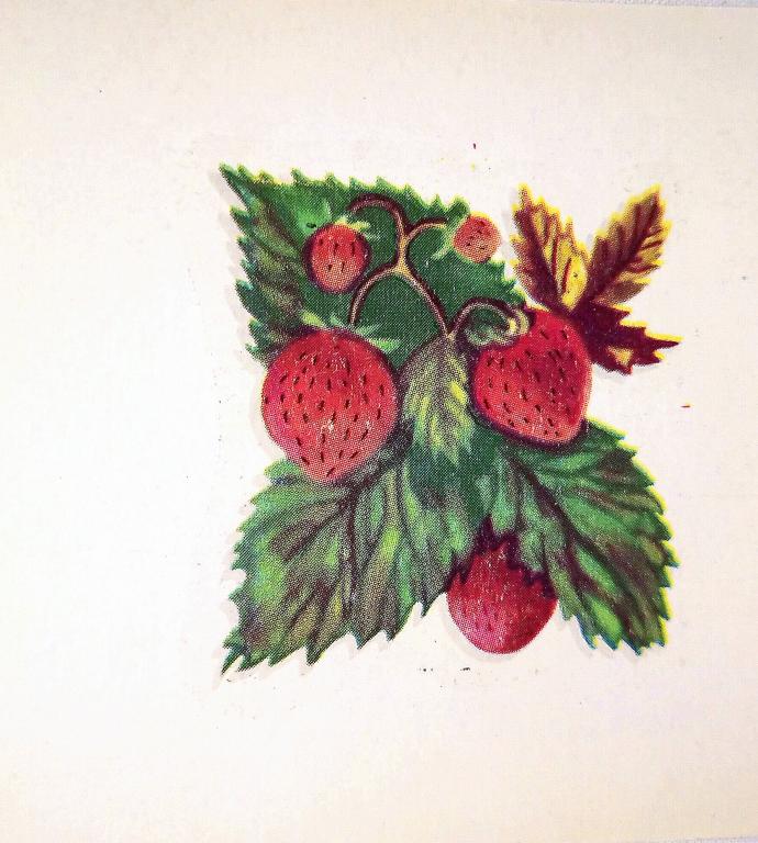 Переводная Сдвижная картинка   ЯГОДЫ   1988 г.  ВИНТАЖ СССР   ( 6 )