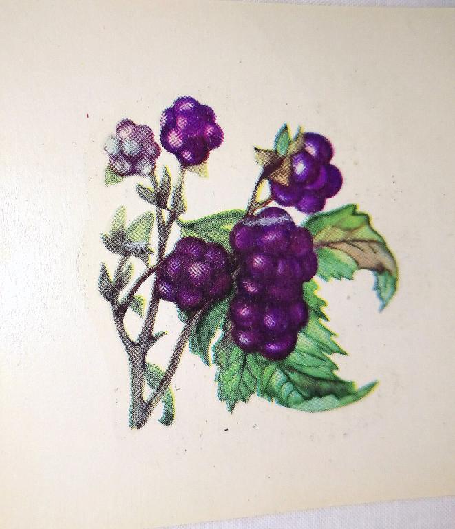 Переводная Сдвижная картинка   ЯГОДЫ   1988 г.  ВИНТАЖ СССР   (7)