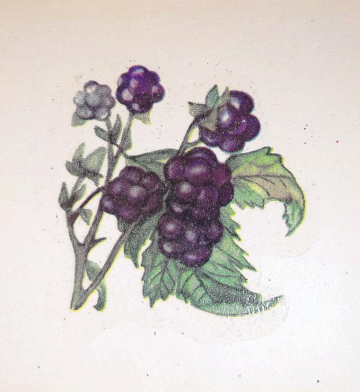 Переводная Сдвижная картинка   ЯГОДЫ   1988 г.  ВИНТАЖ СССР   (8)