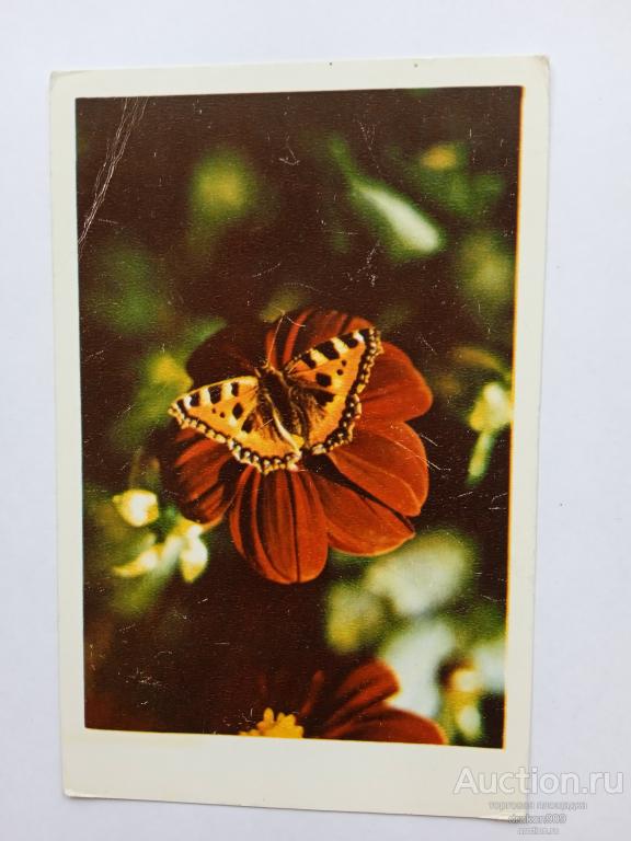 Открытка. Дацкевич. Поздравляю! Цветы бабочка 1976