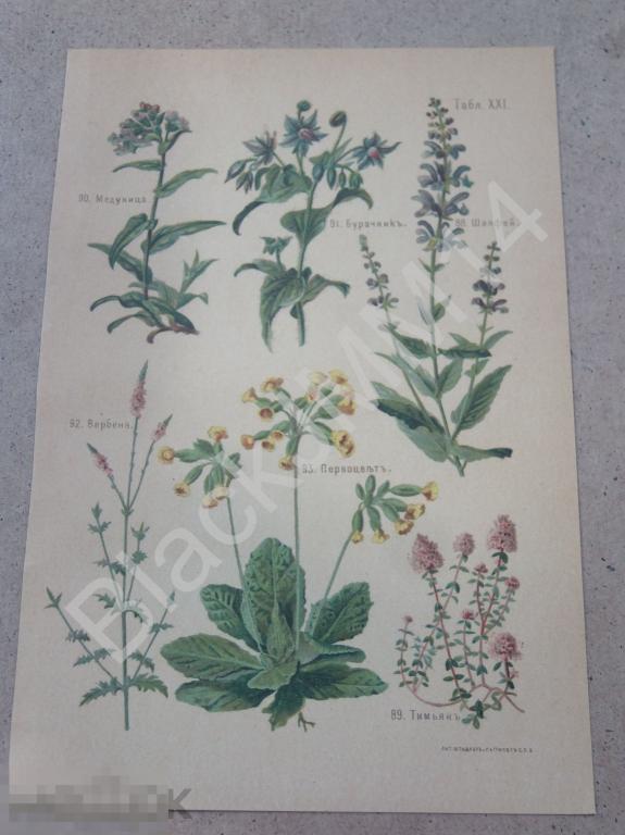 1903 г. Литография Растения Медуница Вербена Шалфей Первоцвет Тимьян