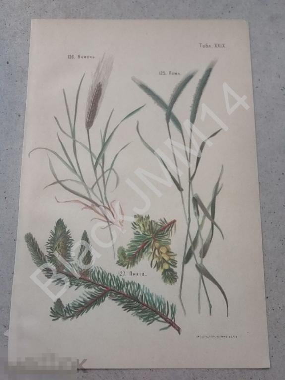 1903 г. Литография Растения Пихта Ячмень Рожь