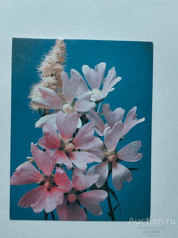 Открытка Поздравляю мини чистая 1990 г СТЕЙНЕРТА цветы