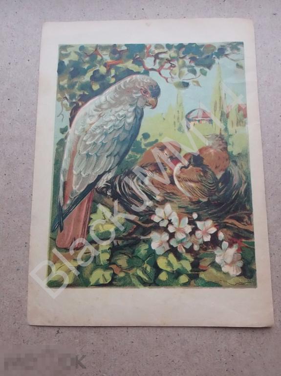 1916 г. И. Сытин Цветная хромолитография Птички в гнезде