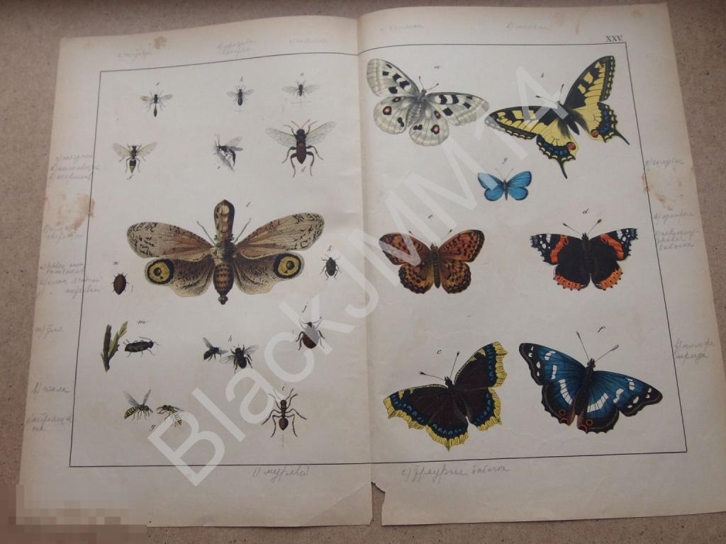 1890 г. Цветная литография Бабочки Аполлон Махаон Нимфа Адмирал Пчела