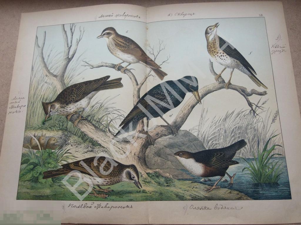 1890 г. Цветная литография Птицы Жаворонок Скворец Дрозд певчий