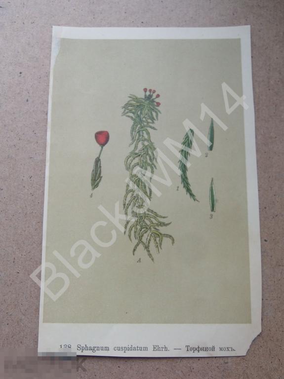 1912 г. Цветная литография Растения Торфяной мох
