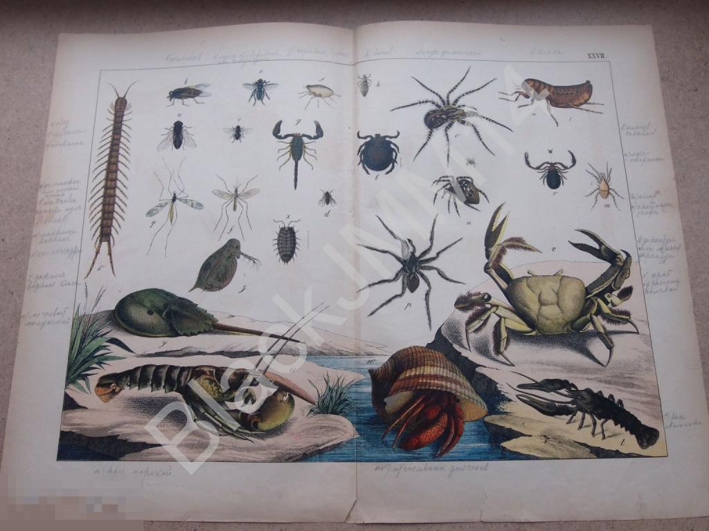 1890 г. Цветная литография Рак Паук крестоносец Тарантул Скорпион Краб Сколопендра