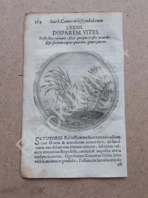1677 Гравюра медь Камерарий Символы Эмблемы Латынь Изречение Разрозненные лозы