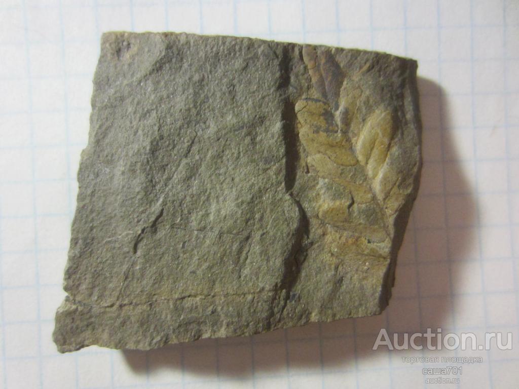 Окаменелость Палеозой около 320 млн. лет. 8